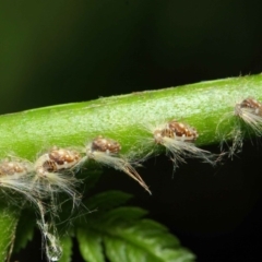 Scolypopa australis at Acton, ACT - 29 Jan 2019