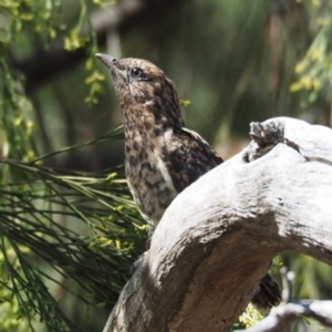 Cacomantis variolosus at Cook, ACT - 25 Jan 2019