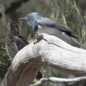 Cacomantis variolosus at Cook, ACT - 25 Jan 2019