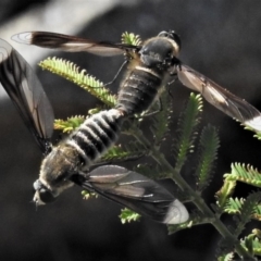 Comptosia sp. (genus) (Unidentified Comptosia bee fly) at Tuggeranong Hill - 29 Jan 2019 by JohnBundock