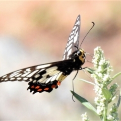 Papilio anactus (Dainty Swallowtail) at Theodore, ACT - 29 Jan 2019 by JohnBundock