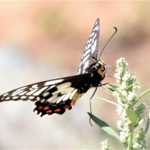 Papilio anactus at Theodore, ACT - 30 Jan 2019