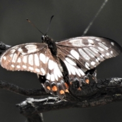 Papilio anactus (Dainty Swallowtail) at Tuggeranong Hill - 30 Jan 2019 by JohnBundock