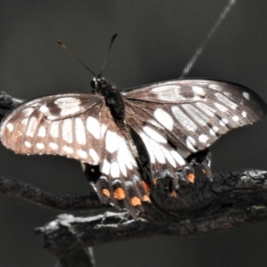 Papilio anactus at Theodore, ACT - 30 Jan 2019 12:07 PM