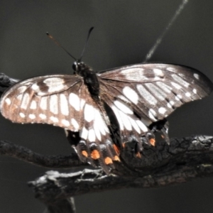 Papilio anactus at Theodore, ACT - 30 Jan 2019