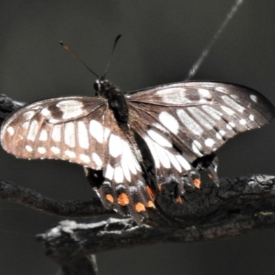 Papilio anactus (Dainty Swallowtail) at Tuggeranong Hill - 30 Jan 2019 by JohnBundock
