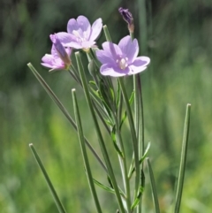 Epilobium billardiereanum subsp. hydrophilum at Coree, ACT - 3 Dec 2018 by KenT