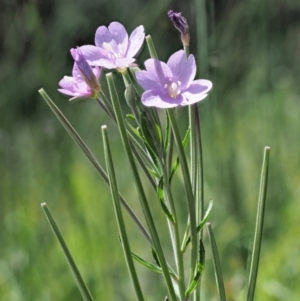 Epilobium billardiereanum subsp. hydrophilum at Coree, ACT - 4 Dec 2018 07:26 AM