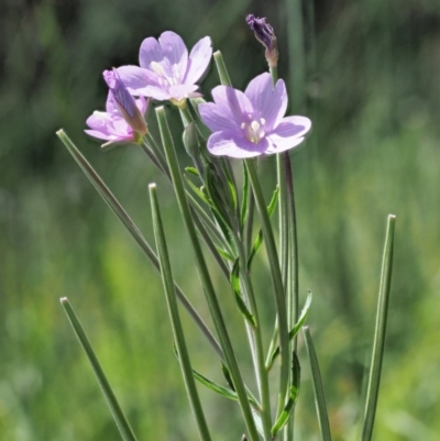 Epilobium billardiereanum subsp. hydrophilum at Coree, ACT - 3 Dec 2018 by KenT