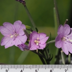 Epilobium billardiereanum subsp. hydrophilum at Coree, ACT - 4 Dec 2018 07:26 AM