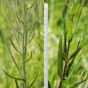 Epilobium billardiereanum subsp. hydrophilum at Coree, ACT - 4 Dec 2018