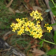 Senecio linearifolius (Fireweed Groundsel, Fireweed) at Booth, ACT - 26 Jan 2019 by MatthewFrawley