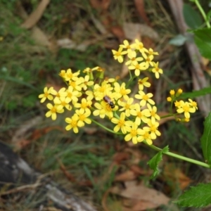 Senecio linearifolius at Booth, ACT - 27 Jan 2019