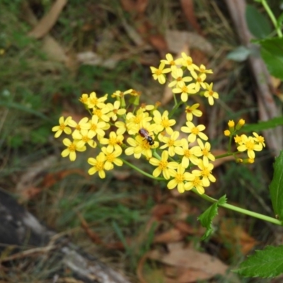 Senecio linearifolius (Fireweed Groundsel, Fireweed) at Booth, ACT - 27 Jan 2019 by MatthewFrawley