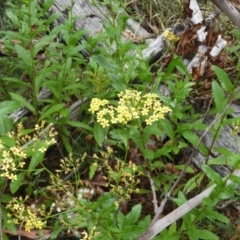 Senecio linearifolius at Booth, ACT - 27 Jan 2019