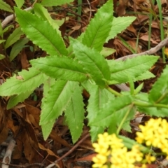 Senecio linearifolius at Booth, ACT - 27 Jan 2019