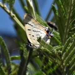 Jalmenus ictinus (Stencilled Hairstreak) at Tuggeranong Hill - 29 Jan 2019 by JohnBundock