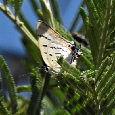 Jalmenus ictinus (Stencilled Hairstreak) at Theodore, ACT - 30 Jan 2019 by JohnBundock