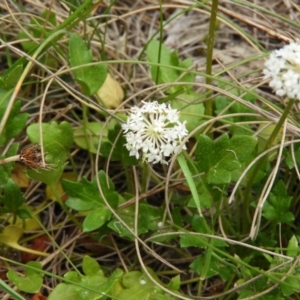 Trachymene humilis subsp. humilis at Booth, ACT - 27 Jan 2019 08:18 AM