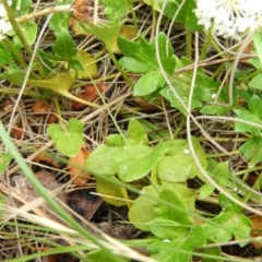 Trachymene humilis subsp. humilis at Booth, ACT - 27 Jan 2019 08:18 AM