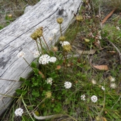 Trachymene humilis subsp. humilis at Booth, ACT - 27 Jan 2019