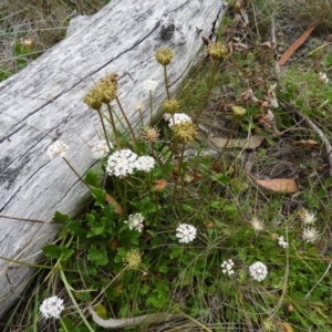 Trachymene humilis subsp. humilis at Booth, ACT - 27 Jan 2019