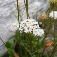 Trachymene humilis subsp. humilis at Booth, ACT - 27 Jan 2019 08:18 AM