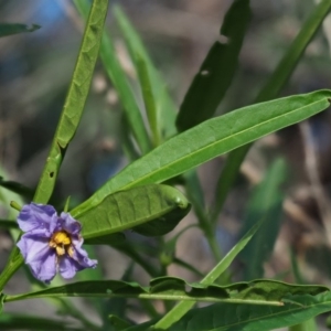 Solanum vescum at Coree, ACT - 8 Nov 2018 07:25 AM