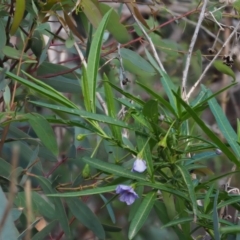 Solanum vescum at Coree, ACT - 8 Nov 2018