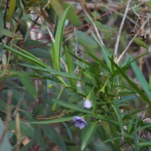 Solanum vescum at Coree, ACT - 8 Nov 2018 07:25 AM