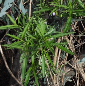 Solanum vescum at Coree, ACT - 8 Nov 2018 07:25 AM