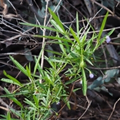 Solanum vescum at Coree, ACT - 8 Nov 2018 07:25 AM