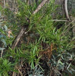 Solanum vescum at Coree, ACT - 8 Nov 2018 07:25 AM