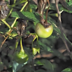 Solanum vescum (Green Kangaroo Apple) at Uriarra Village, ACT - 28 Jan 2019 by KenT