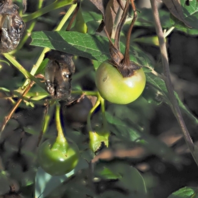 Solanum vescum (Green Kangaroo Apple) at Uriarra Village, ACT - 28 Jan 2019 by KenT