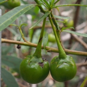 Solanum vescum at Uriarra Village, ACT - 29 Jan 2019
