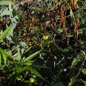 Solanum vescum at Uriarra Village, ACT - 29 Jan 2019