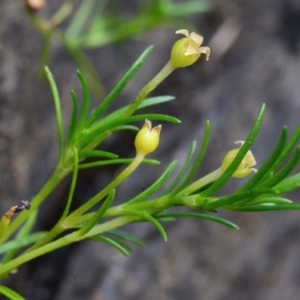 Sagina namadgi at Bolaro, NSW - 20 Jan 2019