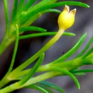 Sagina namadgi at Bolaro, NSW - 20 Jan 2019