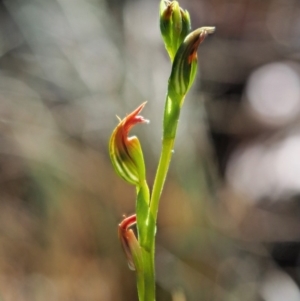 Speculantha multiflora at Coree, ACT - suppressed