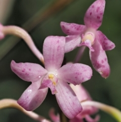 Dipodium roseum (Rosy Hyacinth Orchid) at Blue Range - 28 Jan 2019 by KenT