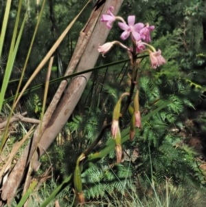 Dipodium roseum at Coree, ACT - suppressed