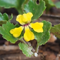 Goodenia hederacea subsp. alpestris at Coree, ACT - 28 Jan 2019 by KenT