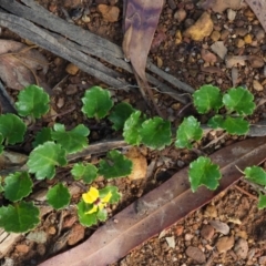 Goodenia hederacea subsp. alpestris at Coree, ACT - 29 Jan 2019