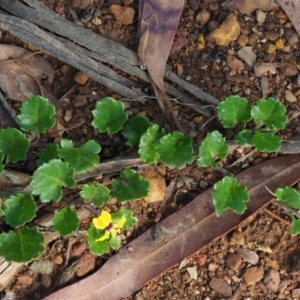 Goodenia hederacea subsp. alpestris at Coree, ACT - 29 Jan 2019