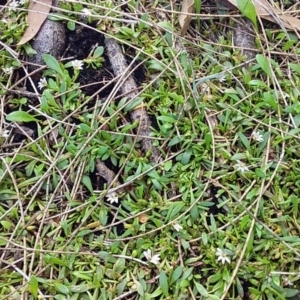 Goodenia radicans at Bawley Point, NSW - 30 Jan 2019