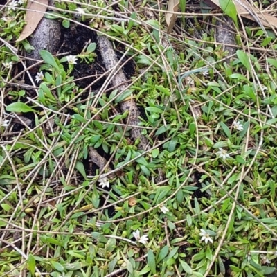 Goodenia radicans (Shiny Swamp-mat) at Bawley Point, NSW - 30 Jan 2019 by GLemann