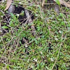 Selliera radicans (Shiny Swamp-mat) at Meroo National Park - 30 Jan 2019 by GLemann