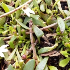 Goodenia radicans at Bawley Point, NSW - 30 Jan 2019 11:28 AM