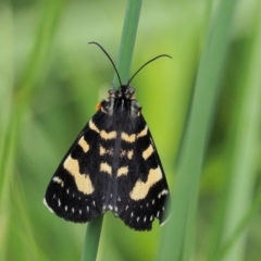 Phalaenoides tristifica (Willow-herb Day-moth) at Coree, ACT - 20 Nov 2018 by KenT